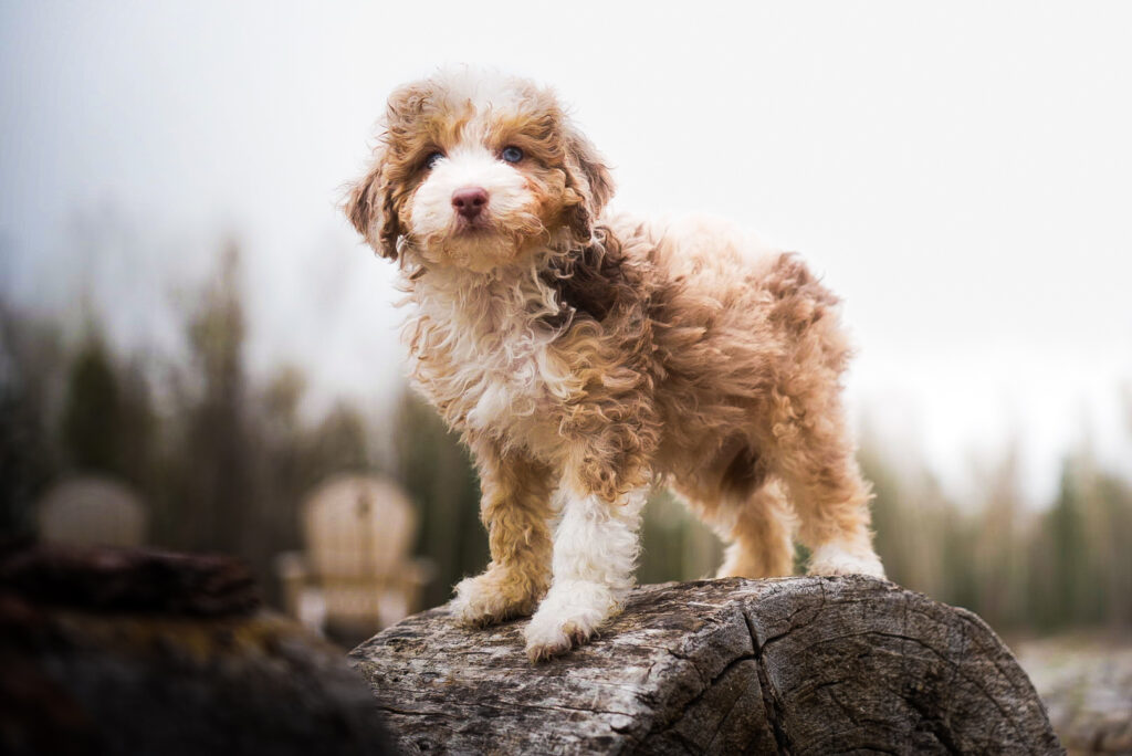 Brown Aussie Doodle puppy standing on a log at North Lake Doodles in British Columbia