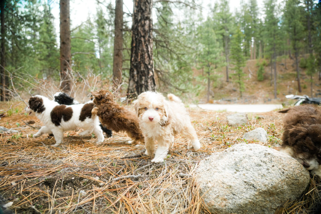 Aussiedoodle puppies playing together outdoors at North Lake Doodles in British Columbia