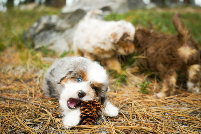 Tri-color Aussiedoodle puppy playing with a pinecone at North Lake Doodles in British Columbia
