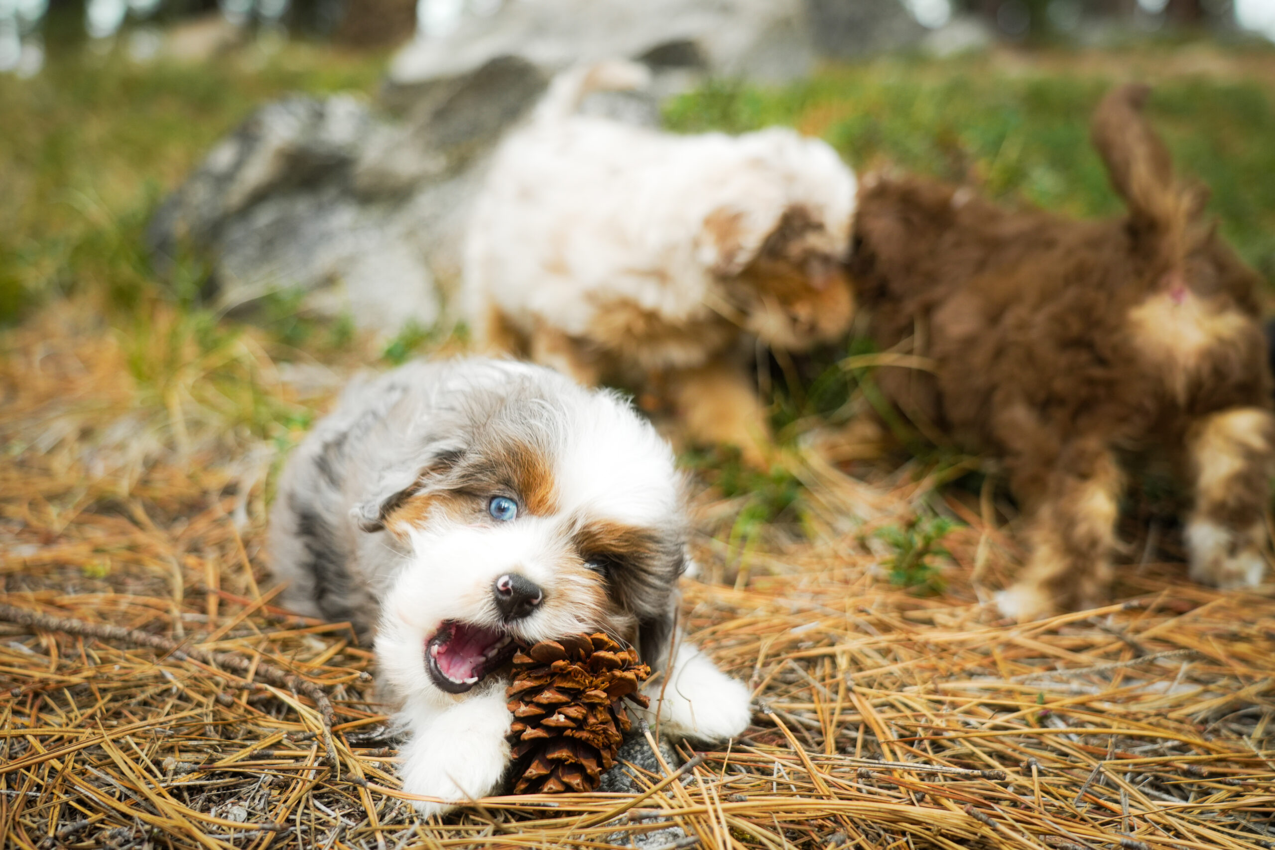 Tri-color Aussiedoodle puppy playing with a pinecone at North Lake Doodles in British Columbia