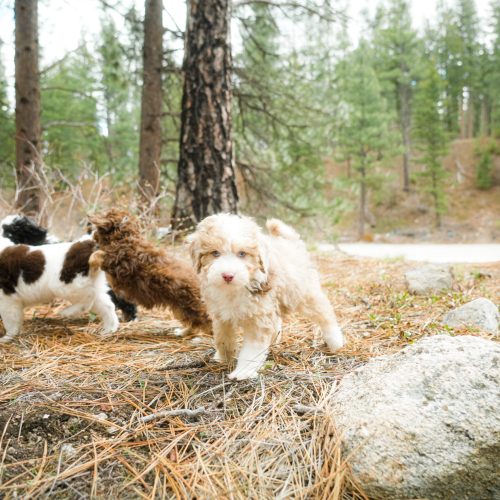 Aussiedoodle puppies playing together outdoors at North Lake Doodles in British Columbia