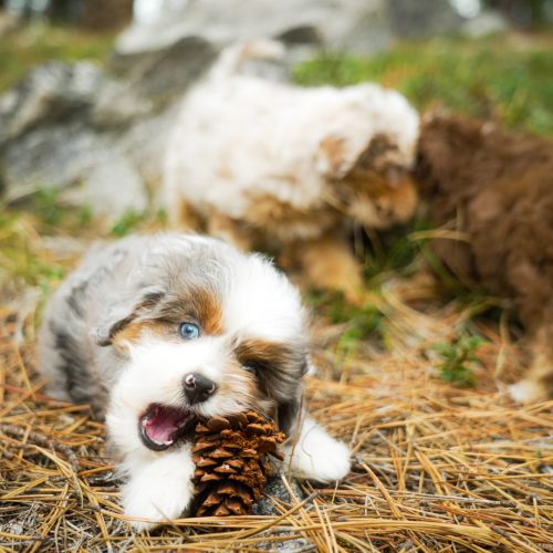 Tri-color Aussiedoodle puppy playing with a pinecone at North Lake Doodles in British Columbia